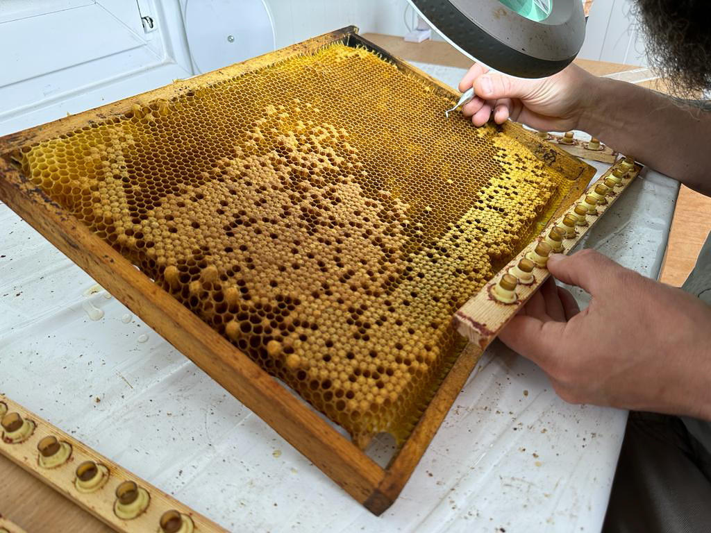 Zuchtrahmen Umlarven